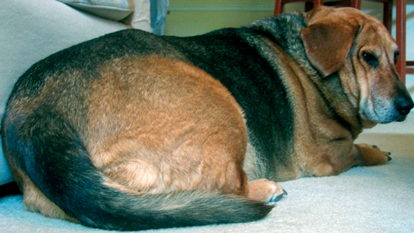 Obesidad en mascotas