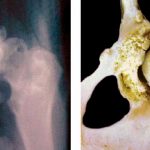 Osteoartritis en perros y gatos