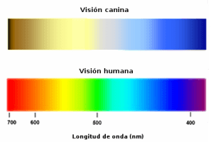 vision colores perros humanos